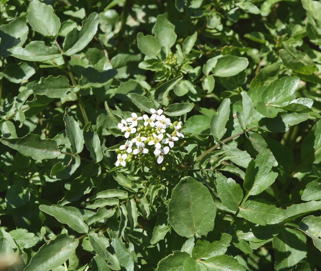Image of Nasturtium officinale specimen.