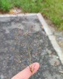 Agrostis diluta