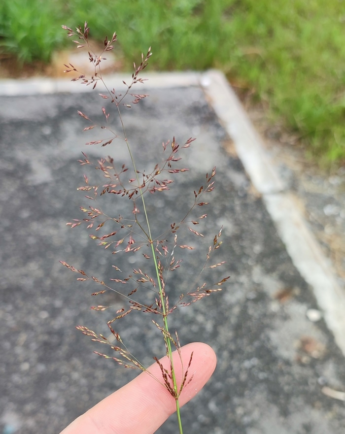 Изображение особи Agrostis diluta.