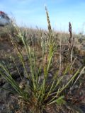 genus Festuca. Цветущее растение. Казахстан, Туркестанская обл., Сузакский р-н, окр. пос. Кызымшек, Западная Бетпак-Дала, полынно-боялычевая пустыня. 11 апреля 2025 г.
