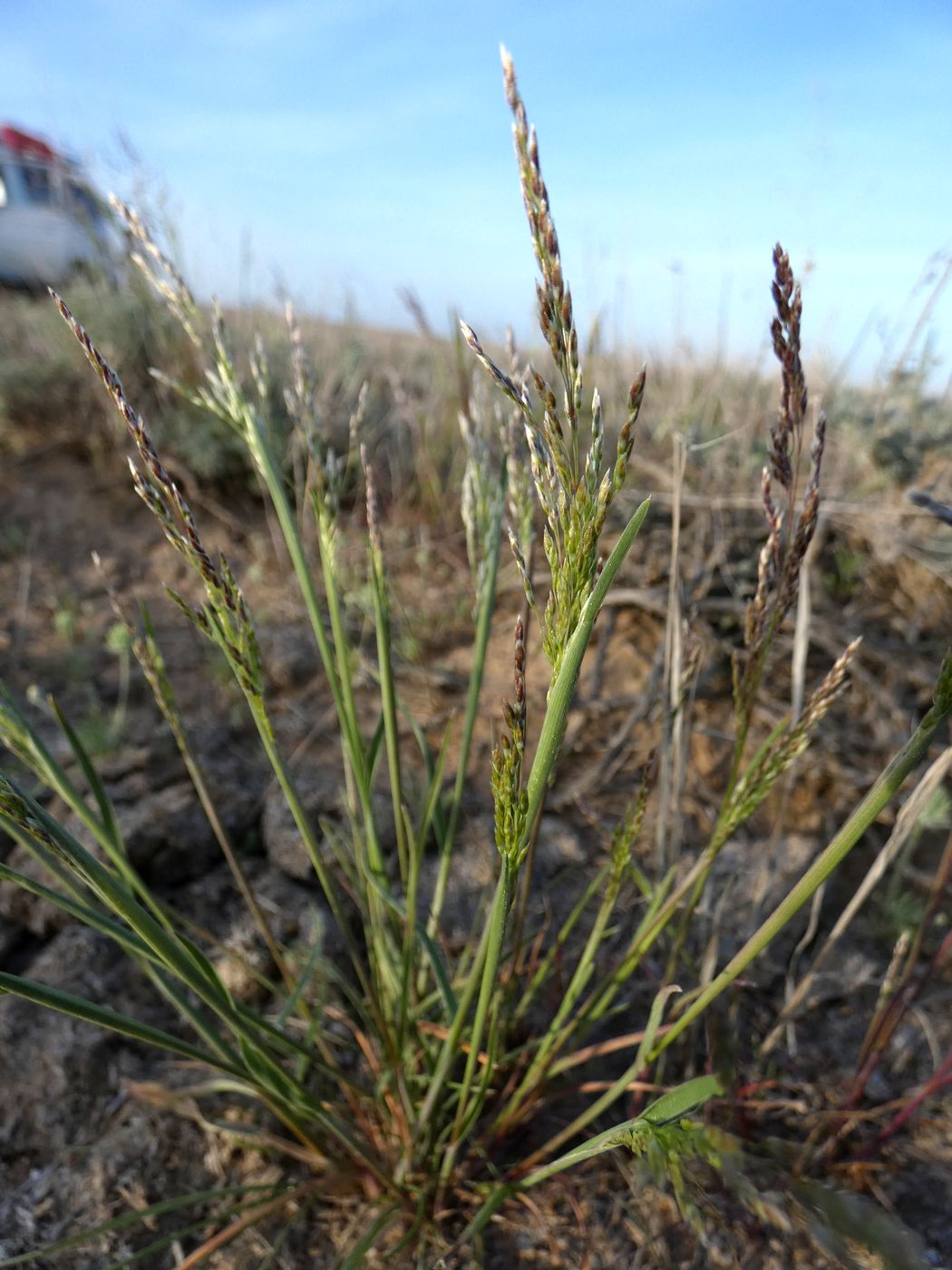 Изображение особи род Festuca.