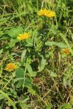 Inula britannica