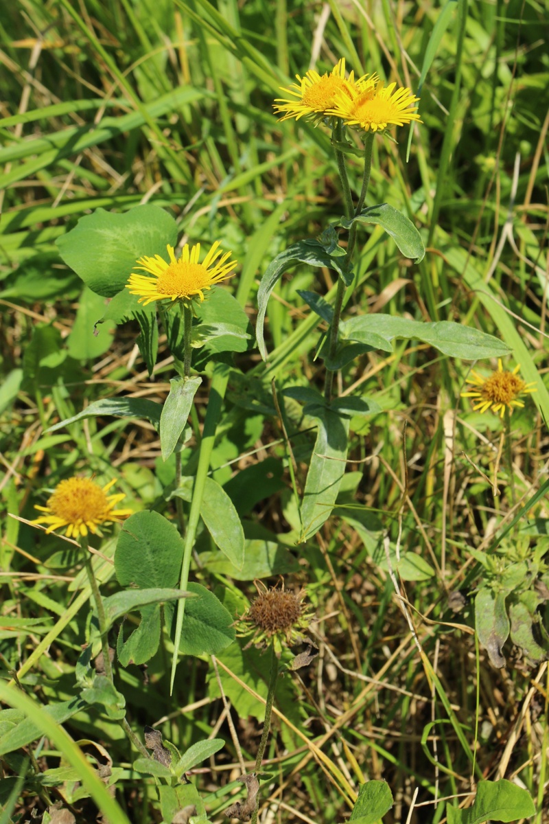Image of Inula britannica specimen.