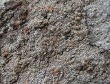 Lecanora dispersa