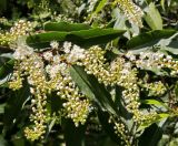 Lauro-cerasus lusitanica