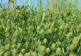 genus Trifolium