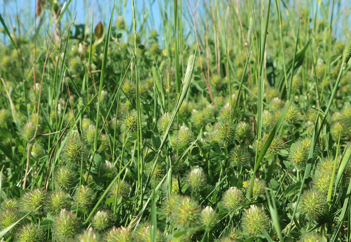 Изображение особи Trifolium lappaceum.