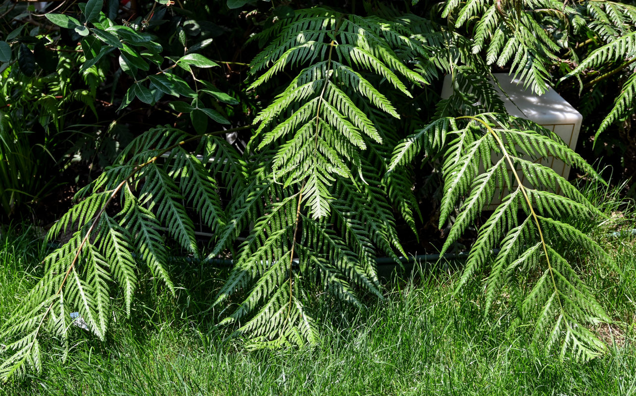 Изображение особи Woodwardia prolifera.