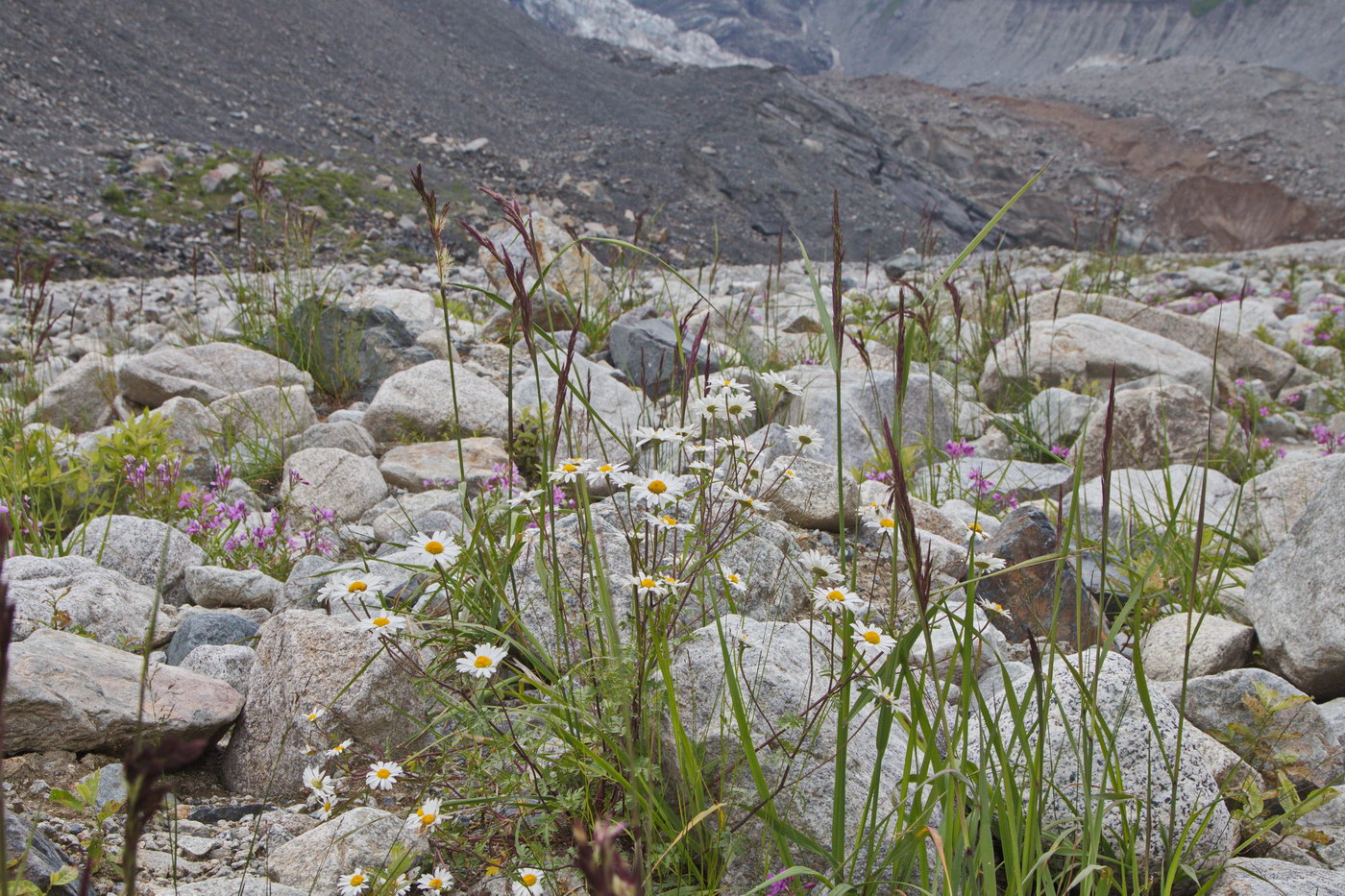 Image of Pyrethrum glanduliferum specimen.