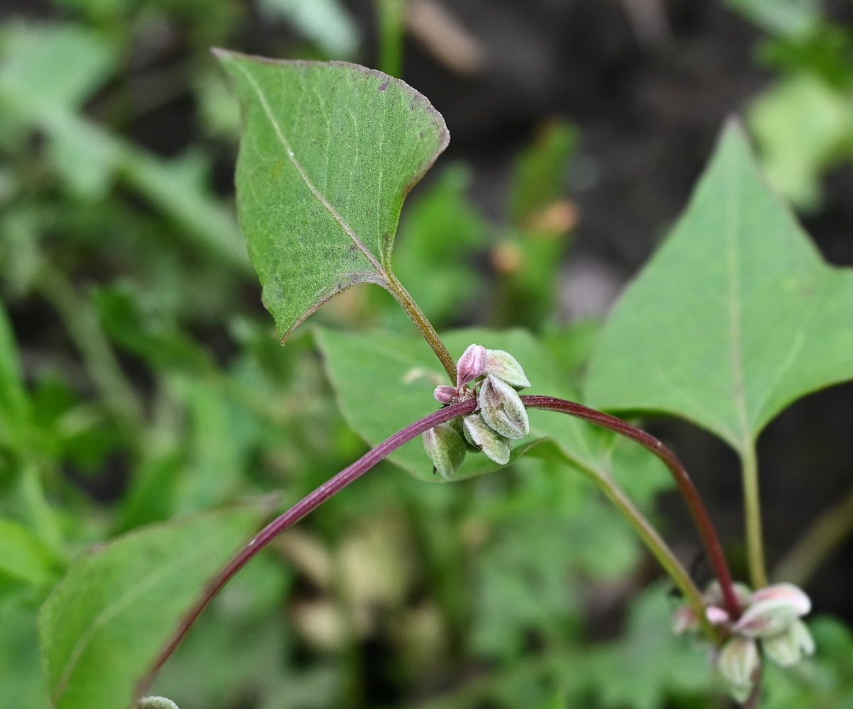 Image of Fallopia convolvulus specimen.