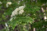 Sorbus aucuparia ssp. glabrata