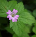 Geranium gracile