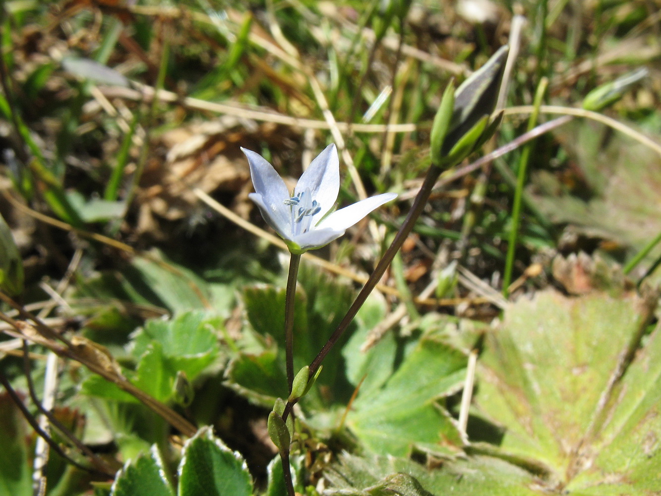 Image of Lomatogonium carinthiacum specimen.