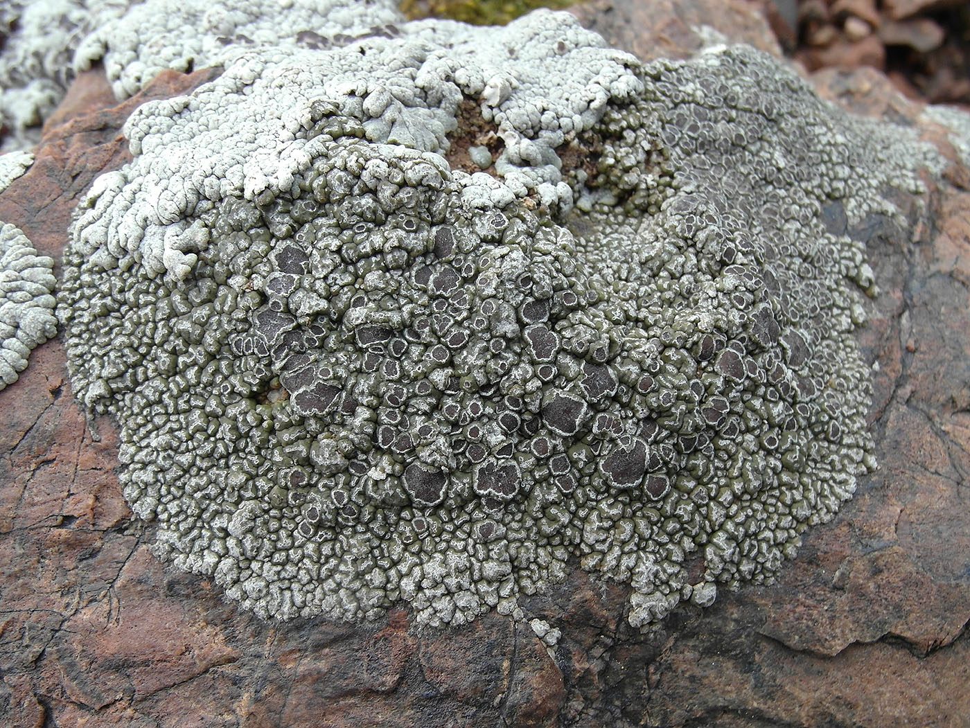 Image of Aspicilia albosparsa specimen.