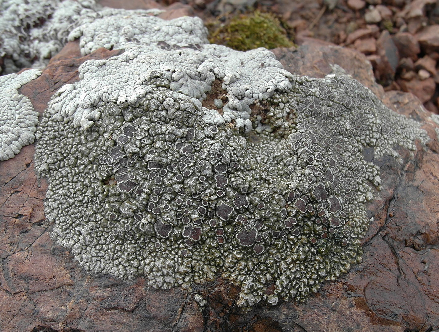 Image of Aspicilia albosparsa specimen.