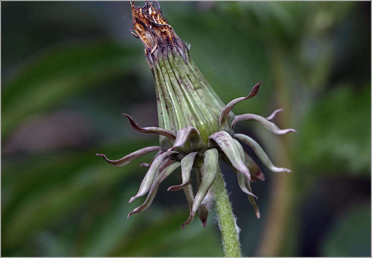 Image of Taraxacum officinale specimen.