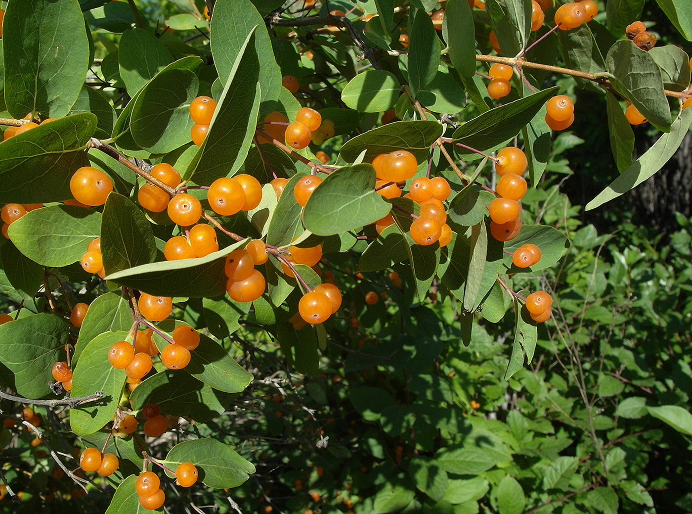 Image of Lonicera tatarica specimen.