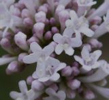 Valeriana