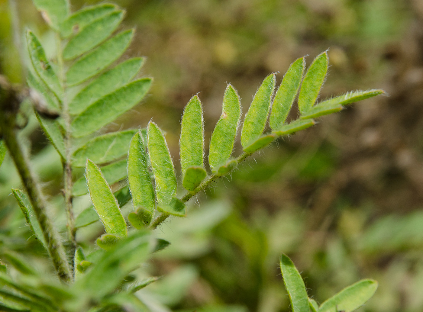 Image of genus Oxytropis specimen.