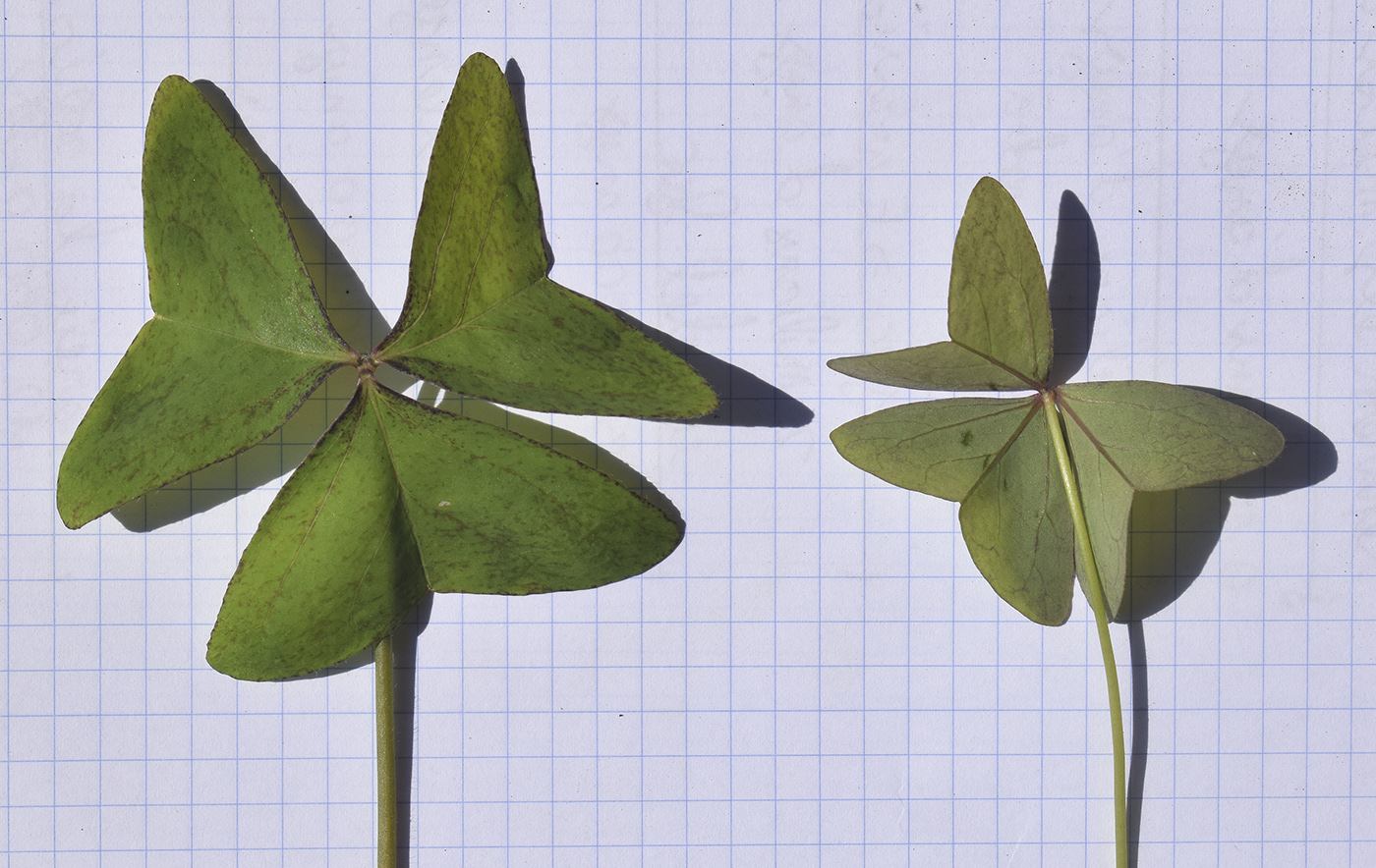 Изображение особи Oxalis latifolia.
