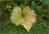 Telekia speciosa. Лист в осеннем окрасе. Московская обл., Раменский р-н, окр. дер. Хрипань, садовый участок. 12.07.2025.