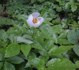 Paeonia wittmanniana. Верхушка цветущего растения. Абхазия, Гагрский р-н, 1700 м н.у.м., широколиственный лес. 12.06.2025.