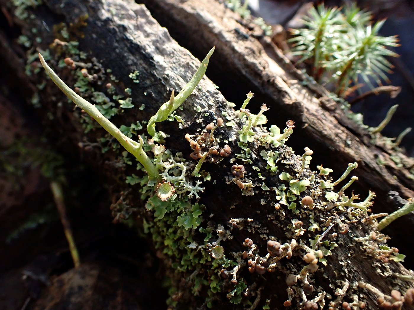 Изображение особи род Cladonia.