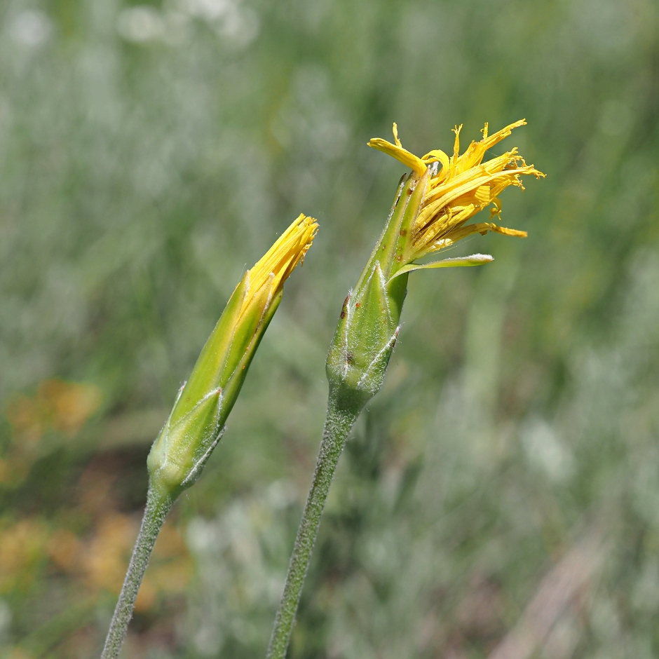 Изображение особи Scorzonera stricta.