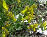 Genista humifusa