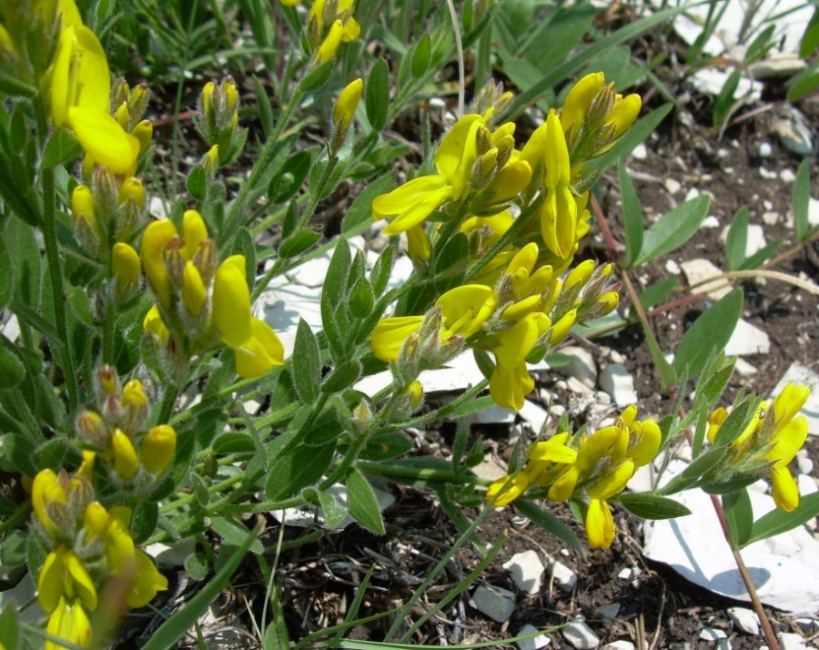 Image of Genista humifusa specimen.