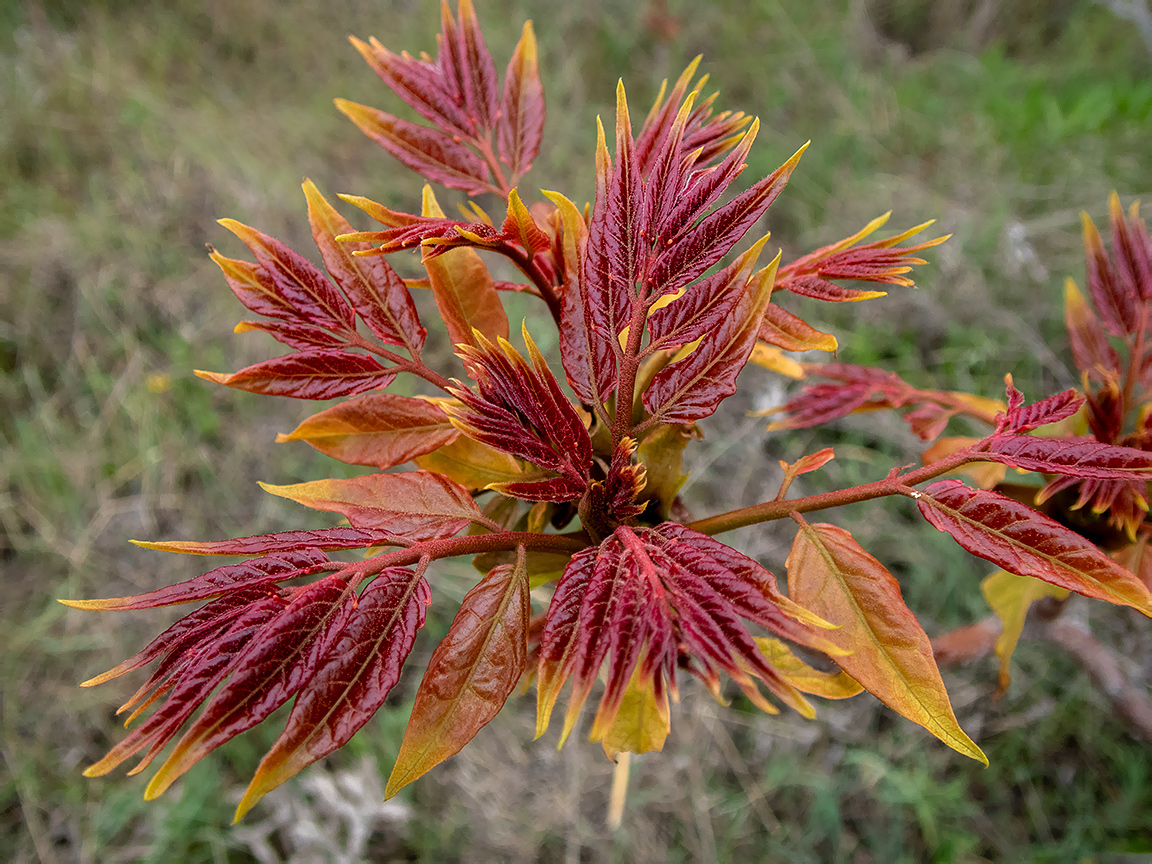 Изображение особи Ailanthus altissima.