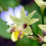 Primula patens. Чашелистики. Свердловская обл., окр. г. Североуральск, дачный участок. 08.08.2021.