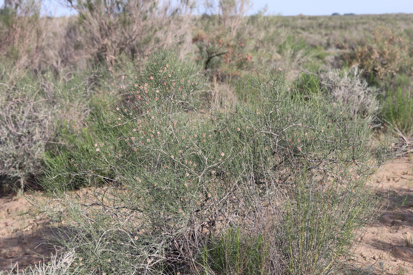 Изображение особи Calligonum leucocladum.