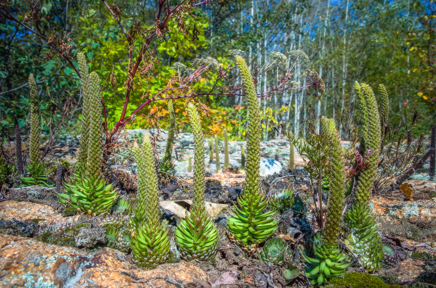 Image of Orostachys spinosa specimen.