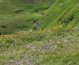 Изображение особи. Автор - Михаил Князев