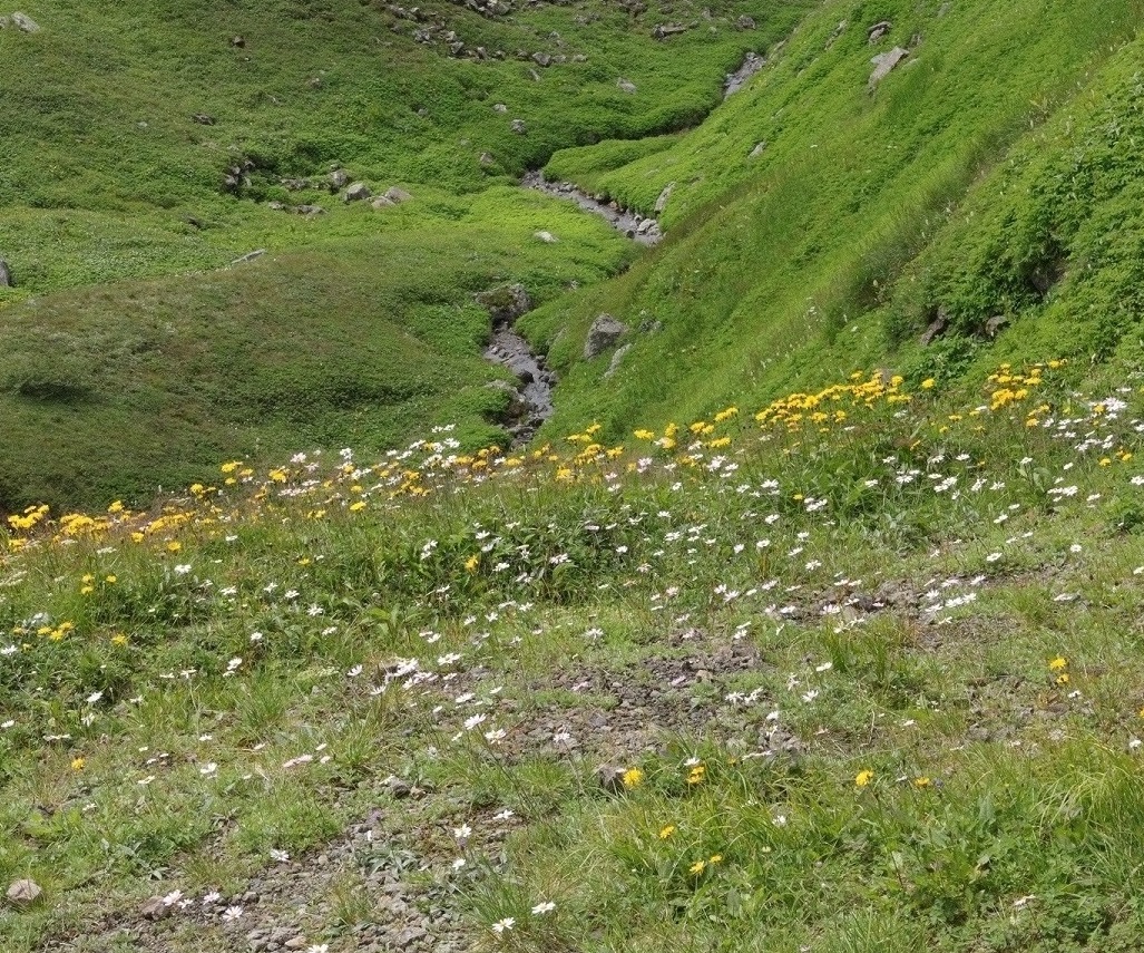 Изображение особи Crepis coreana.