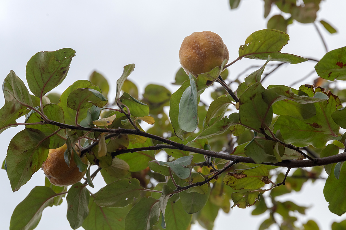 Изображение особи Cydonia oblonga.