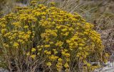 Helichrysum italicum. Побеги с соцветиями. Португалия, округ Сетубал, п-ов Троя, окраина песчаного пляжа. 16.08.2025.