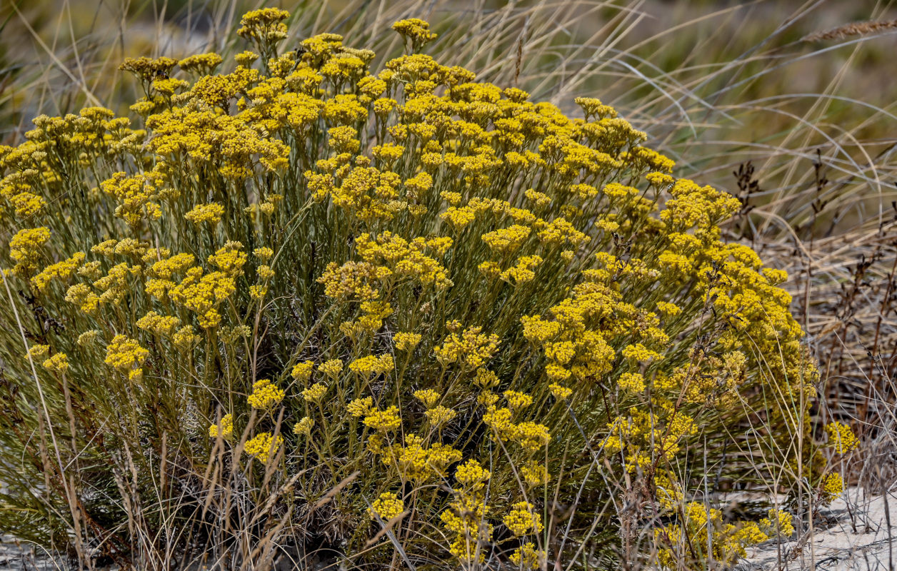 Изображение особи Helichrysum italicum.
