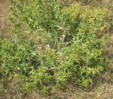 Scolymus hispanicus