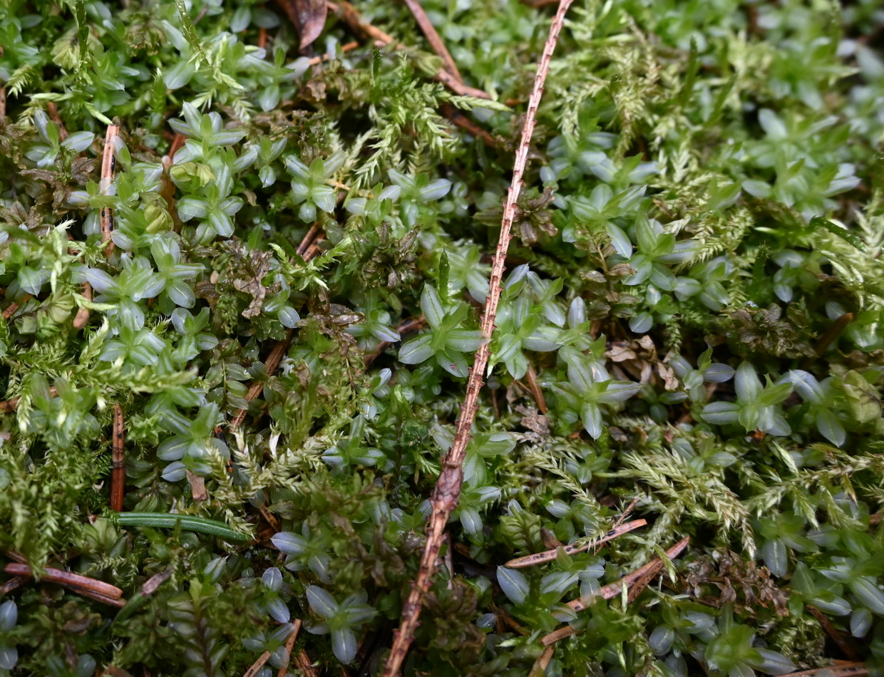 Изображение особи отдел Bryophyta.