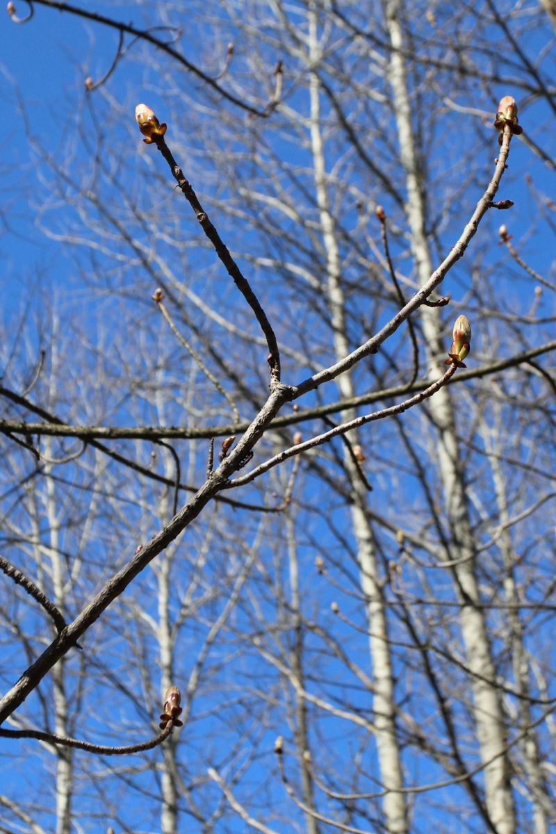 Изображение особи Aesculus hippocastanum.