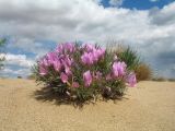 Oxytropis aciphylla. Цветущее растение. Казахстан, Восточно-Казахстанская обл., Самарский р-н, окр. Казнаковской переправы; Зайсанская котловина, Кулуджунские пески. 14 мая 2026 г.