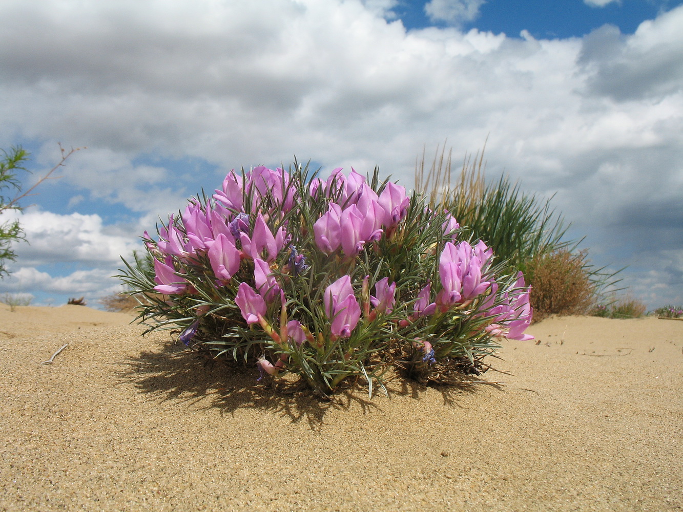 Изображение особи Oxytropis aciphylla.