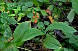 Convallaria majalis. Плодоносящее растение. Московская обл., Чеховский р-н, окр. дер. Чепелёво, смешанный лес. 31.08.2025.