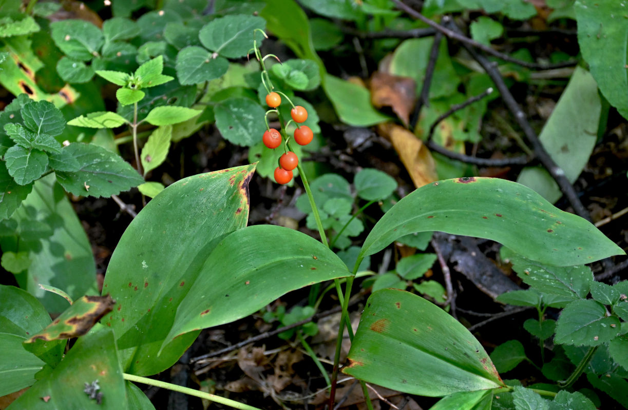 Image of Convallaria majalis specimen.