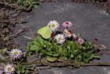 Bellis perennis