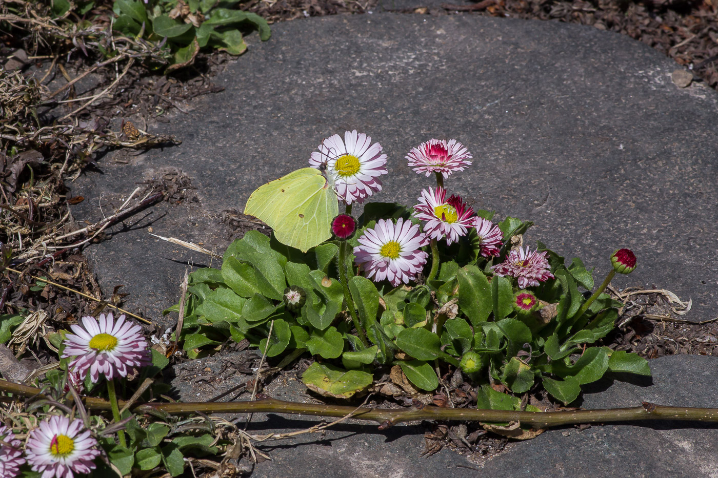 Image of Bellis perennis specimen.