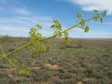 Ferula paniculata. Верхушка боковой веточки общего соцветия зацветающего растения. Восточный Казахстан, Зайсанская котловина, р-н урочища Кеин-Кериш, разреженный саксаульник на мелкозёмах. 13 мая 2026 г.