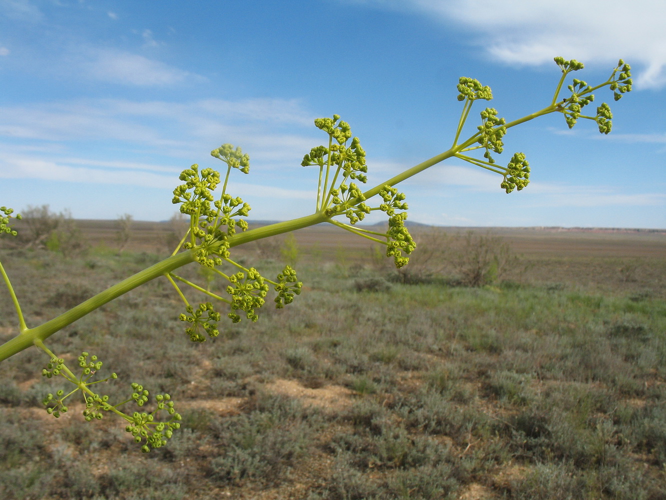 Image of Ferula paniculata specimen.
